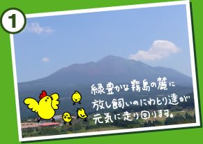 緑豊かな霧島の麓に放し飼いのにわとり達が元気に走り回ります。